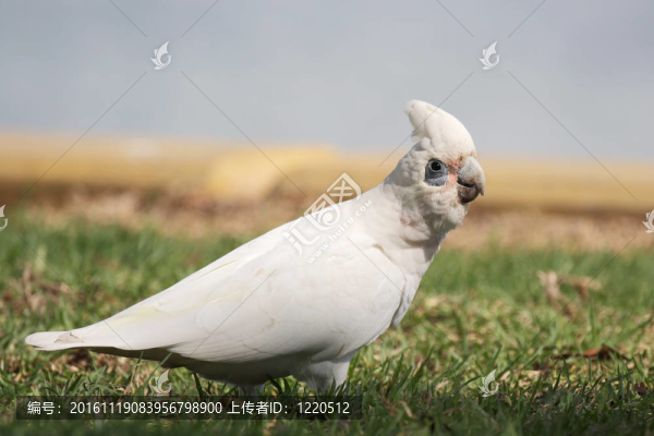 Little,Corella（Cacatua,sanguinea）