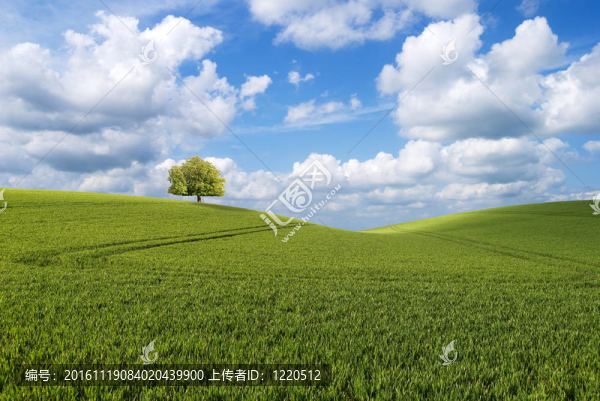 山上的樹