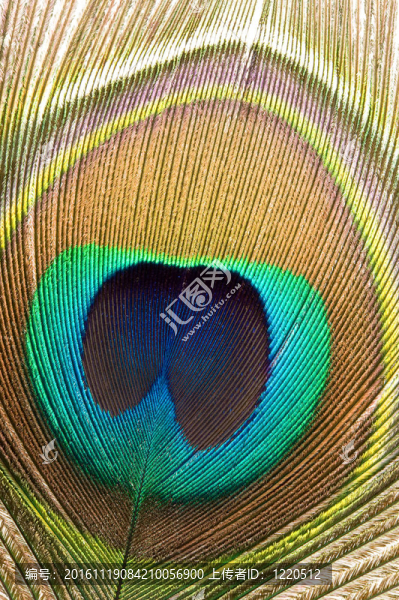 羽毛(孔雀)-匯圖網(wǎng) www.fosd68.com 羽毛(孔雀)