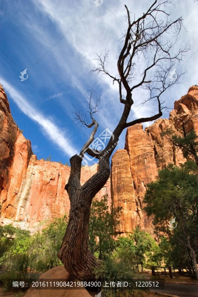 黑色的樹干-匯圖網(wǎng) www.fosd68.com 黑色的樹干