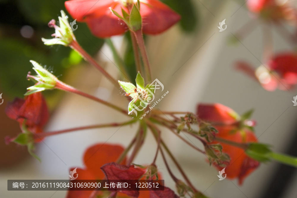 天竺葵紅色花瓣