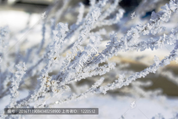 樹枝上的結(jié)晶雪-匯圖網(wǎng) www.fosd68.com 樹枝上的結(jié)晶雪