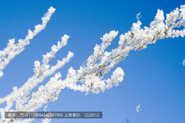 樹(shù)枝上的水晶雪
