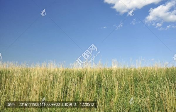 草地和天空