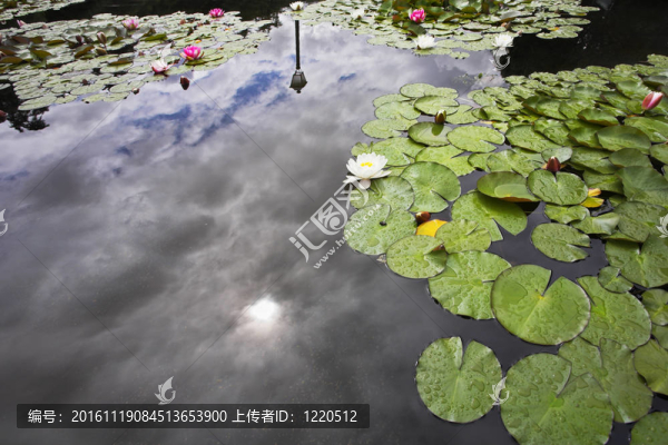 池塘里盛開著百合花；云朵和太陽