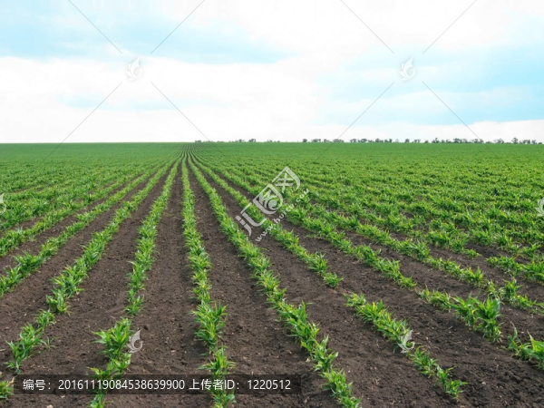 綠化-匯圖網(wǎng) www.fosd68.com 綠化