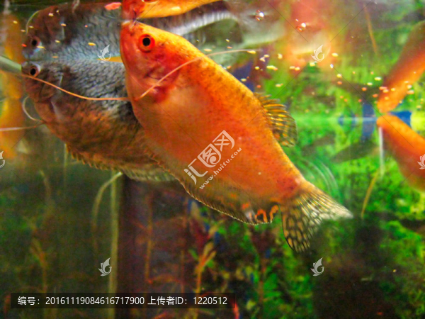 古瑞米觀賞魚