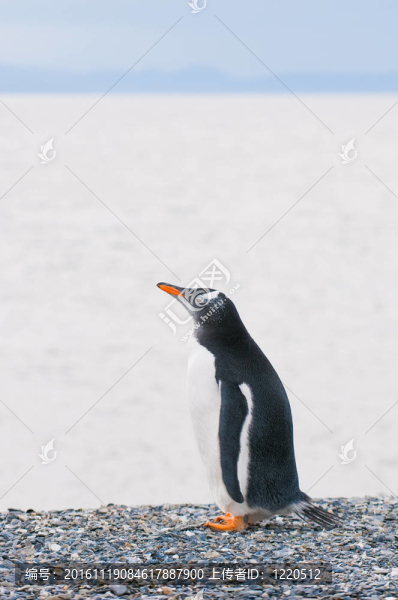 巴布亞企鵝-匯圖網(wǎng) www.fosd68.com 巴布亞企鵝