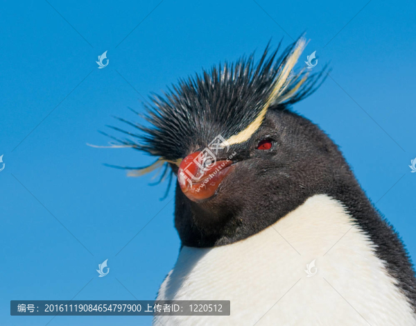 鳳冠企鵝
