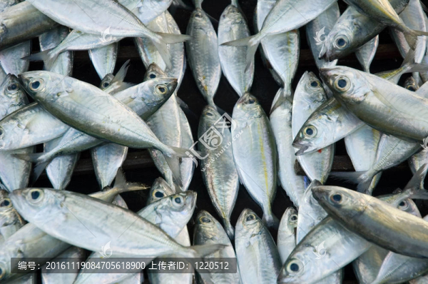 在魚(yú)市的新鮮的魚(yú)