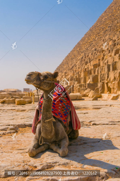 駱駝旁邊的金字塔在Giza；開(kāi)羅