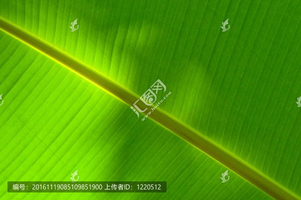 香蕉葉的紋理