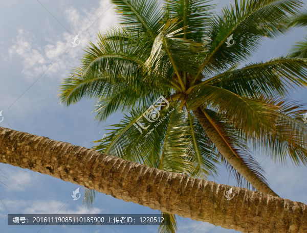 藍色天空背景下的椰子樹