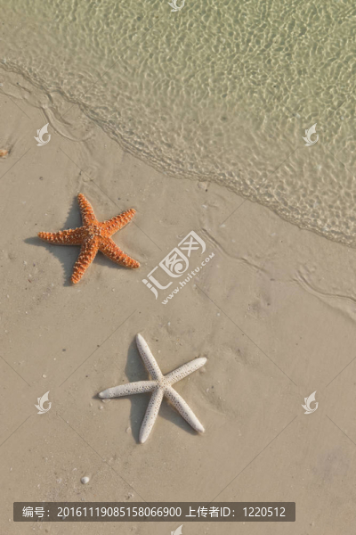 熱帶海灘上的海星；潮水來了