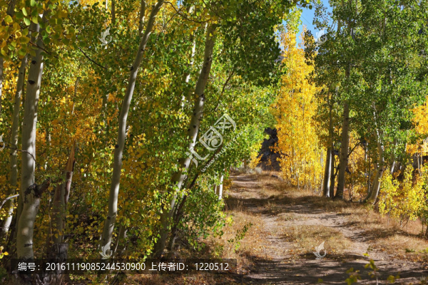 山上的一條土小道