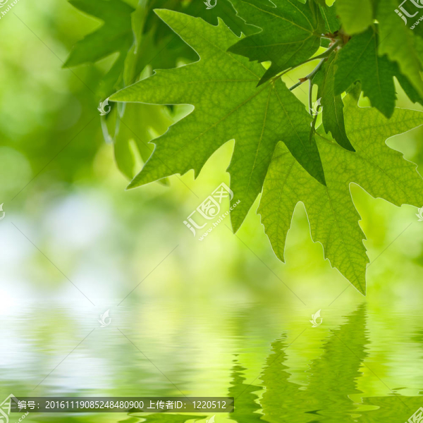 綠色的葉子在水中反射；淺的焦點
