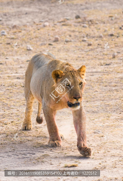 肯尼亞安博塞利；獅子；