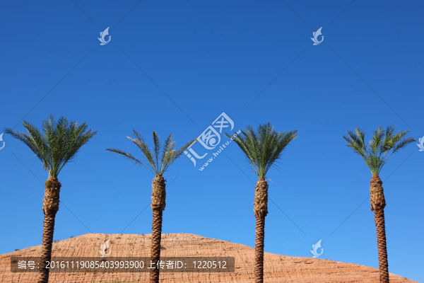 沙漠中的三棵高大的棕櫚樹