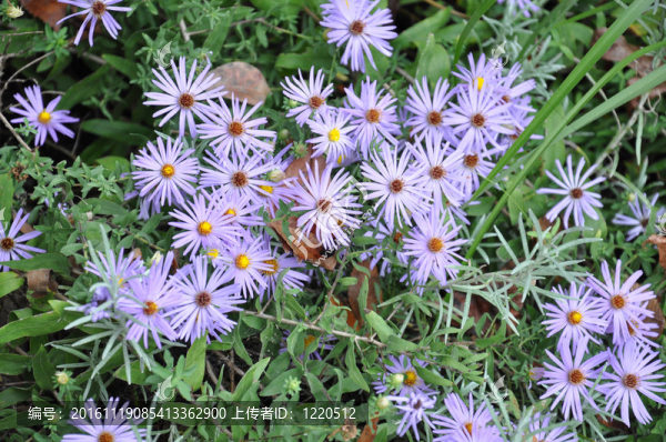 紫色的阿斯特