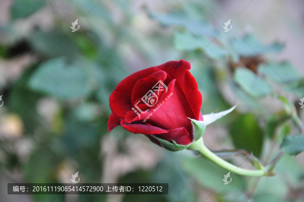 紅玫瑰花蕾