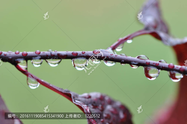 樹(shù)枝上的液滴