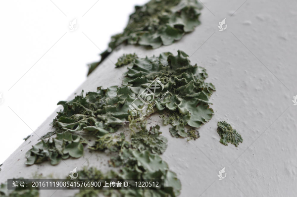 苔蘚