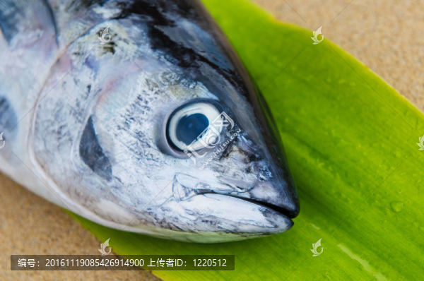 金槍魚頭