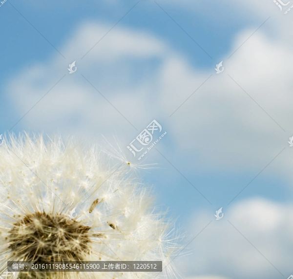 藍天背景下的蒲公英