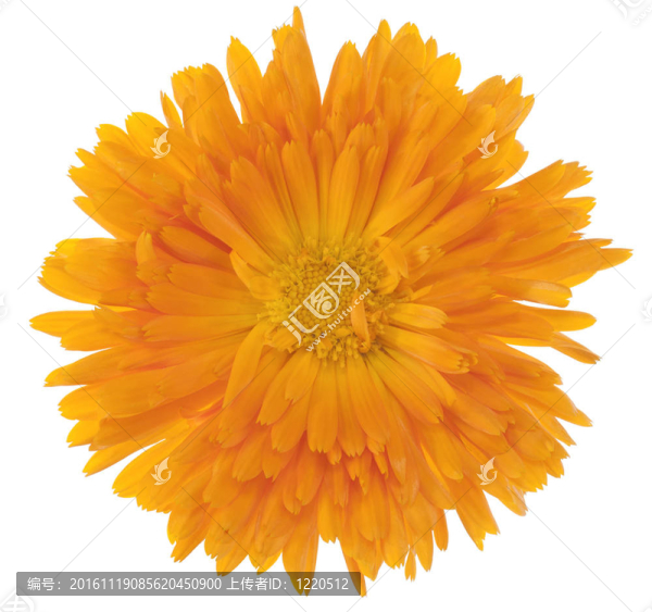 金盞花