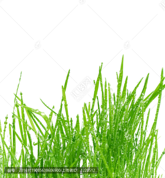 綠色的草中分離