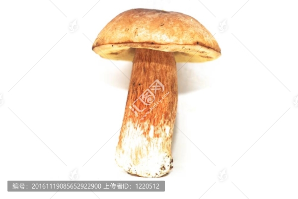 蘑菇