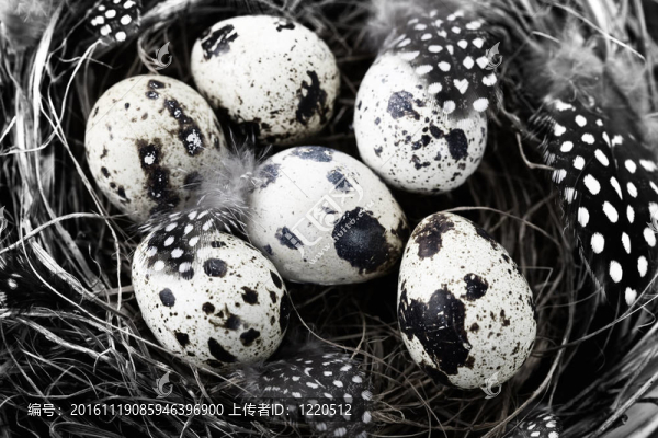 鳥巢與蛋（復(fù)活節(jié)作文）