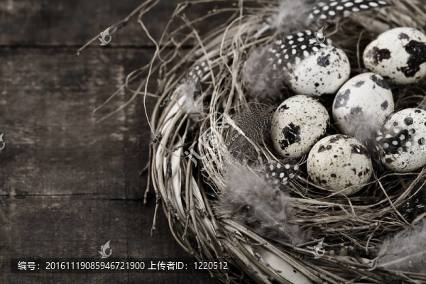 鳥巢與蛋（復(fù)活節(jié)作文）
