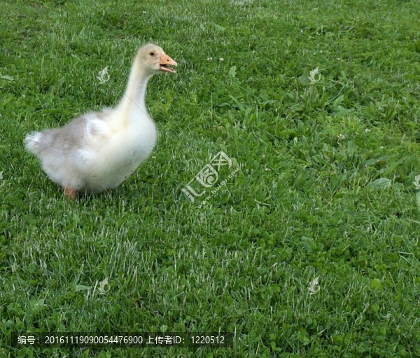 小鵝