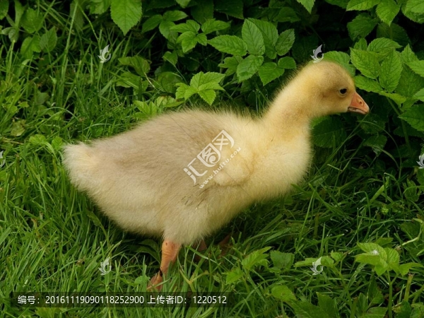 小鵝