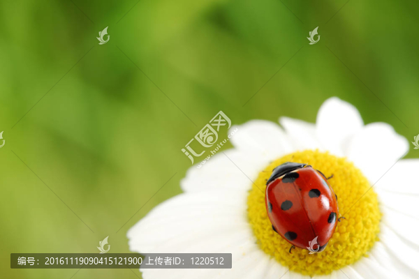 瓢蟲在甘菊