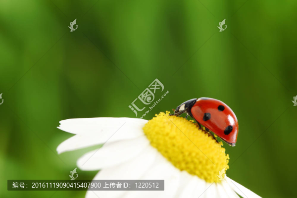 瓢蟲在甘菊