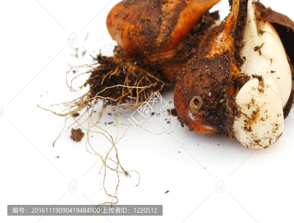 種植郁金香種子