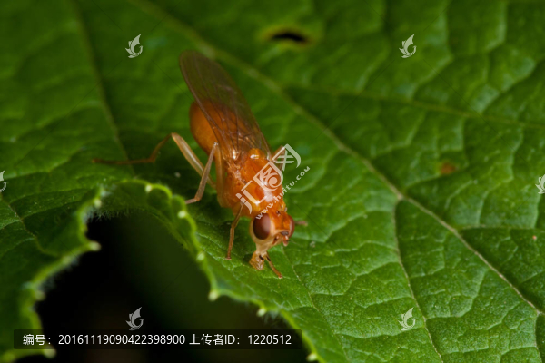 橙色飛在綠葉上