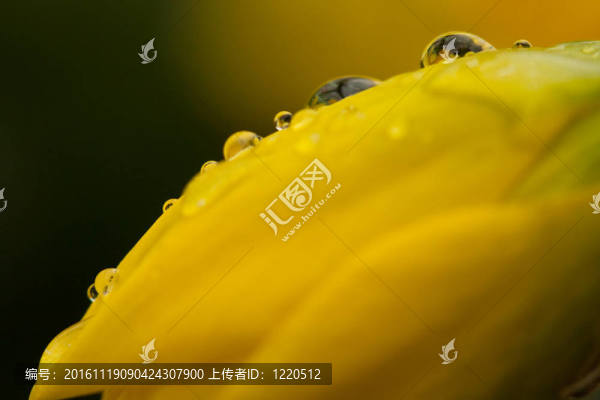 黃水仙