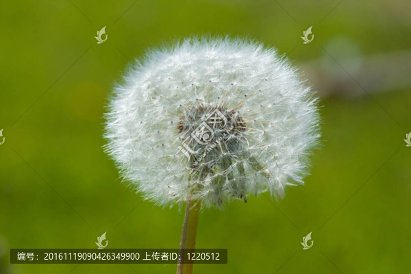 在綠色背景的蒲公英