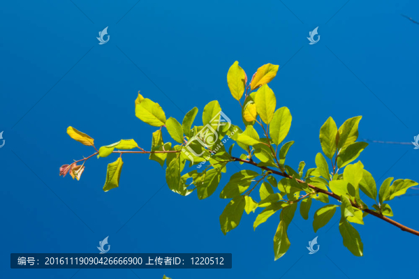 綠色的葉子