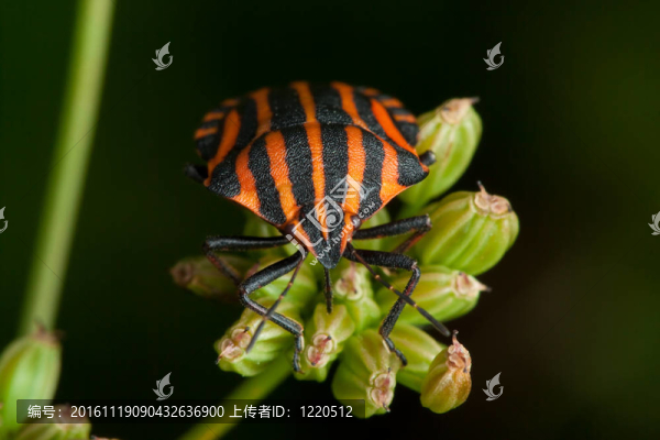 黑橙條紋蟲