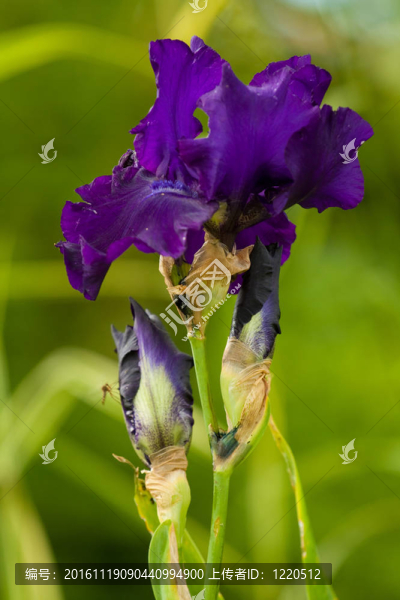 近距離開花