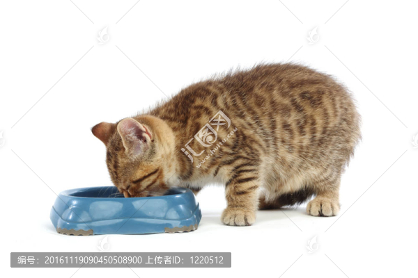 貓吃
