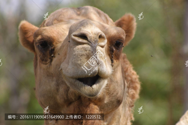 阿拉伯駱駝-匯圖網(wǎng) www.fosd68.com 阿拉伯駱駝