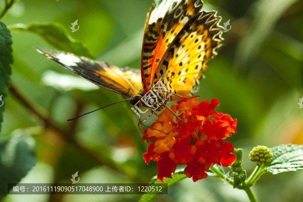 偉大的eggfly蝴蝶