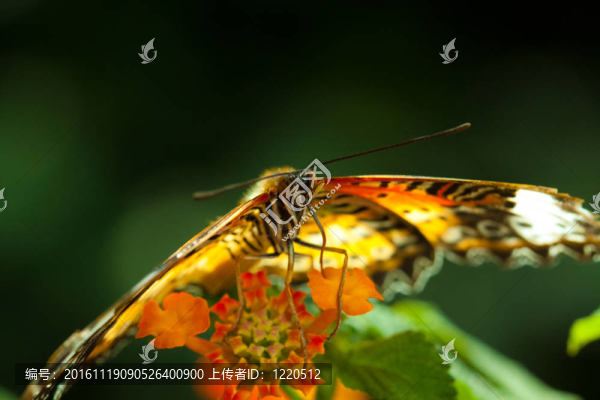 偉大的eggfly蝴蝶