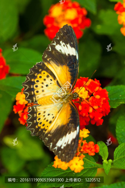 偉大的eggfly蝴蝶