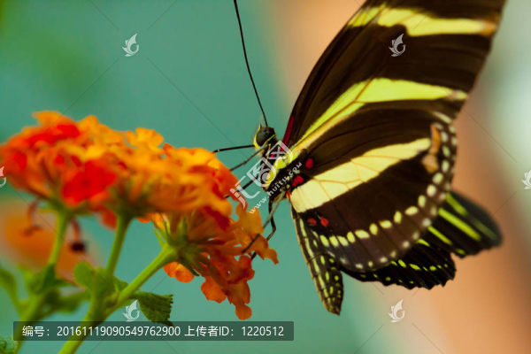 斑馬蝴蝶-匯圖網(wǎng) www.fosd68.com 斑馬蝴蝶